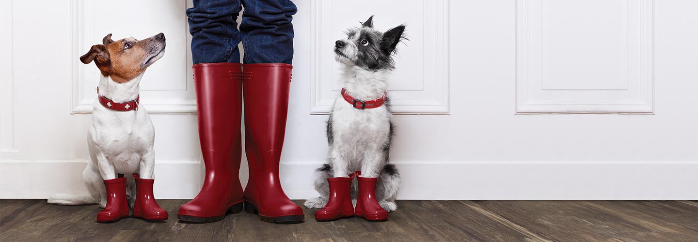 Best pet friendly flooring