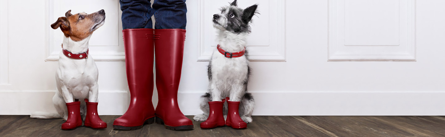 Hardwood Floors vs. Your Pets